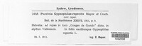Puccinia gypsophilae-repentis image